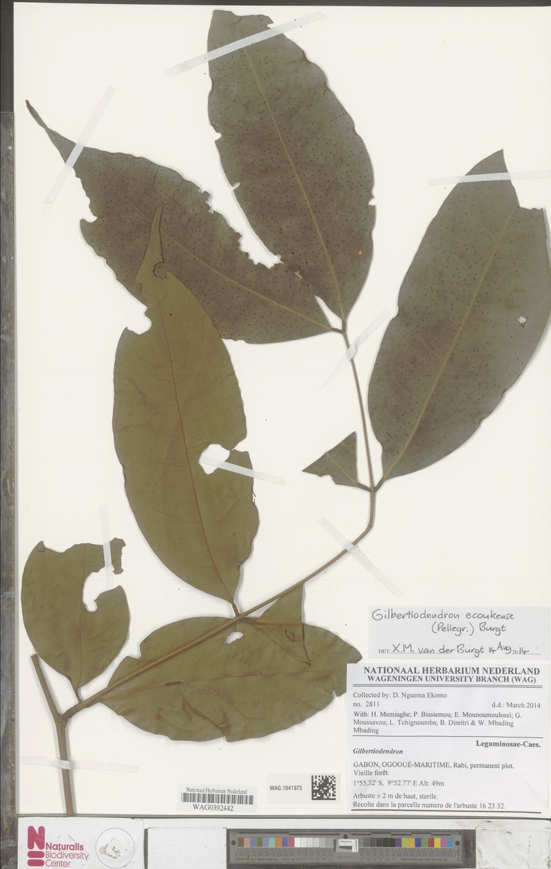 Gilbertiodendron ecoukense