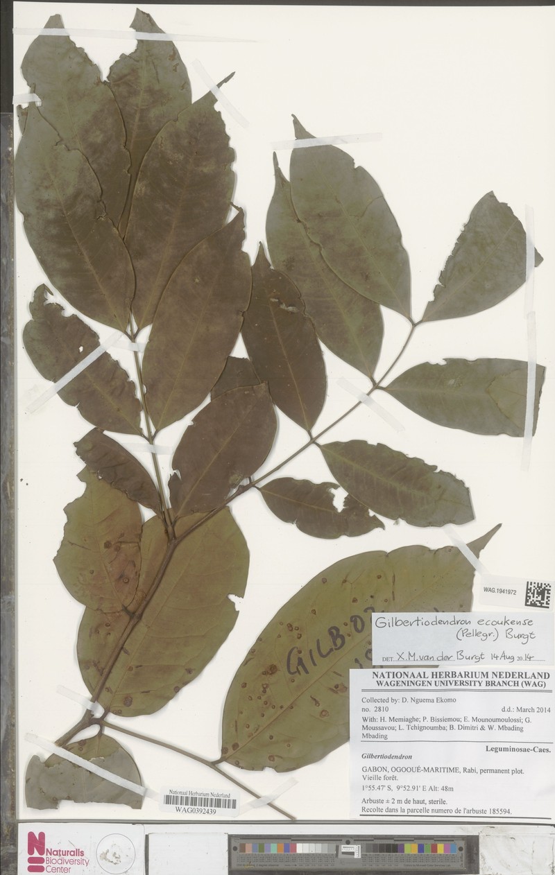 Gilbertiodendron ecoukense photo 2