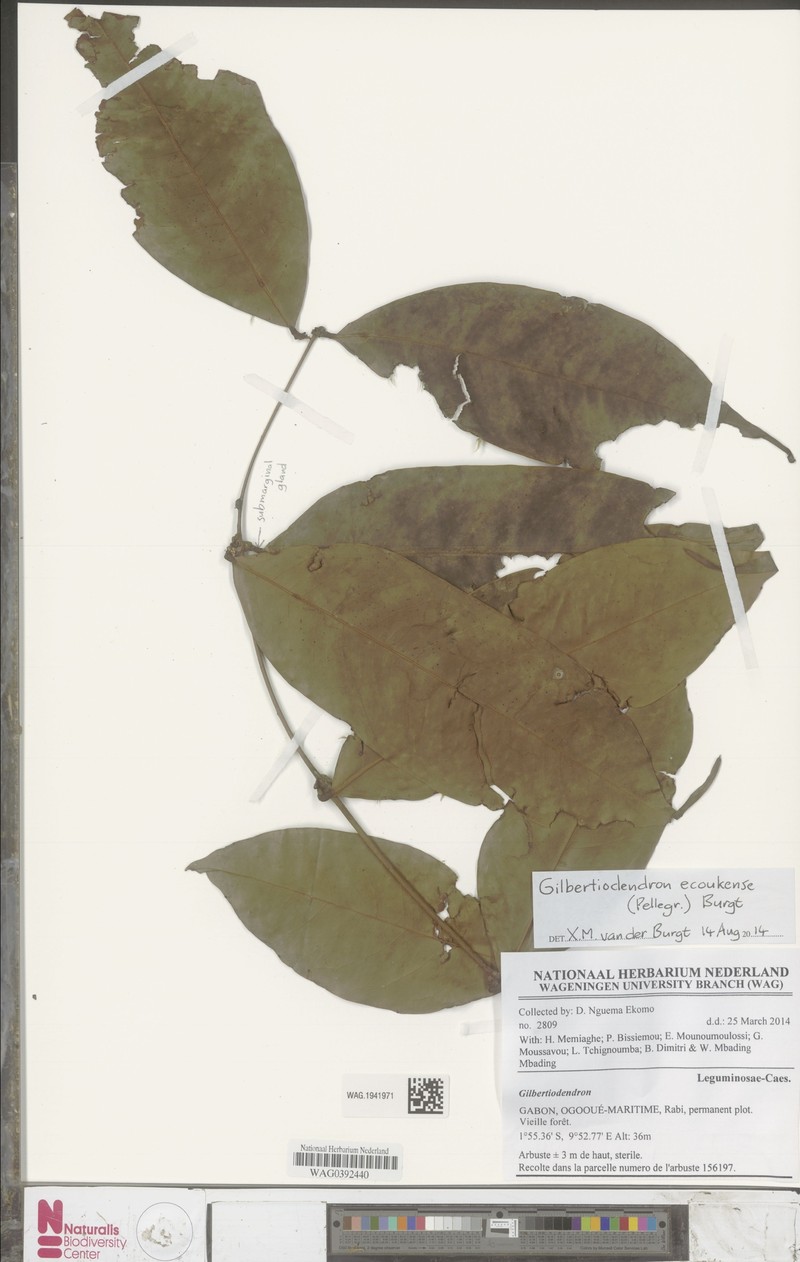 Gilbertiodendron ecoukense photo 3