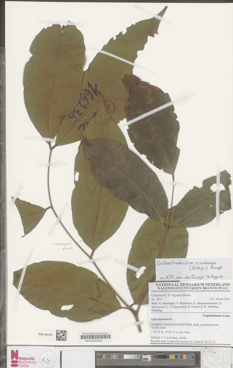 Gilbertiodendron ecoukense photo 4
