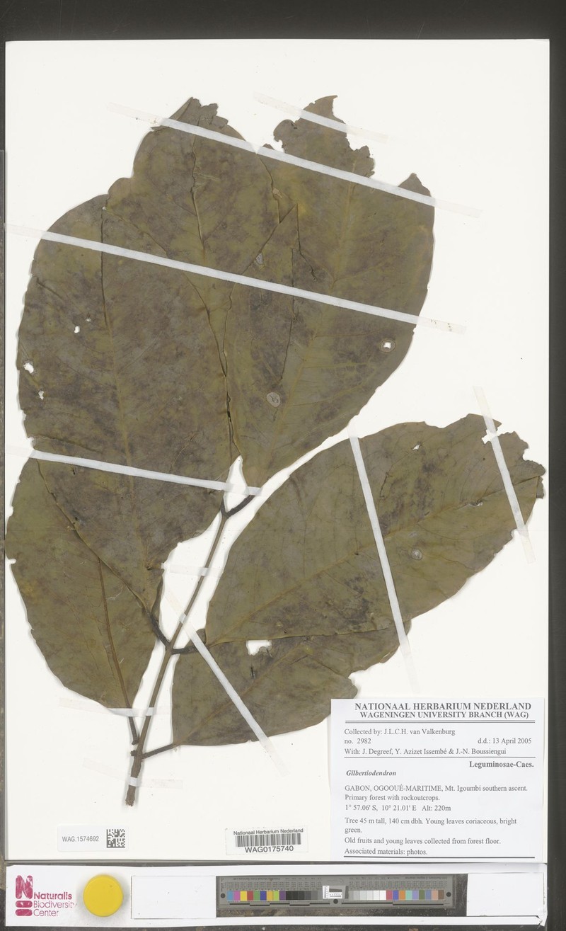 Gilbertiodendron maximum