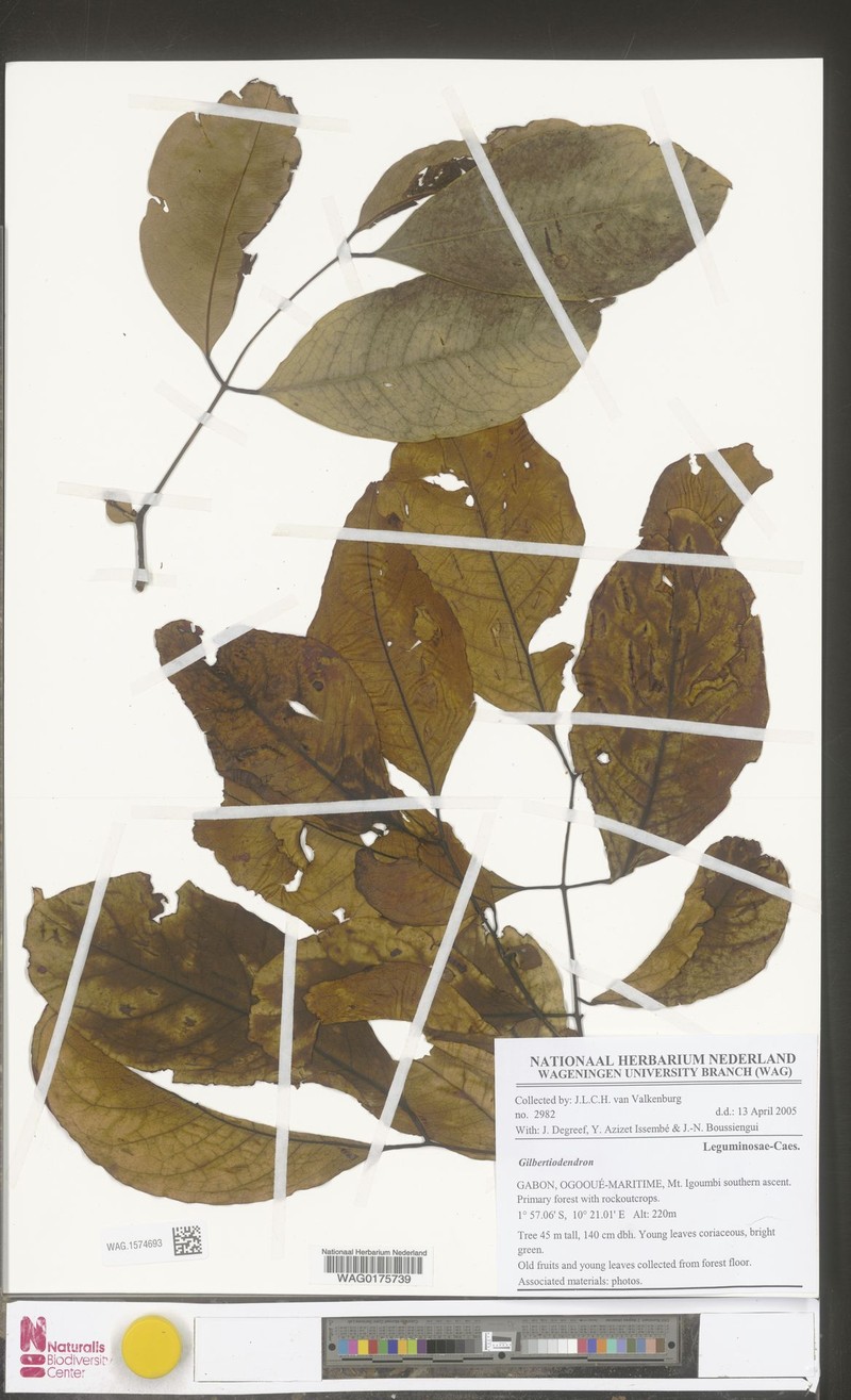 Gilbertiodendron maximum photo 2