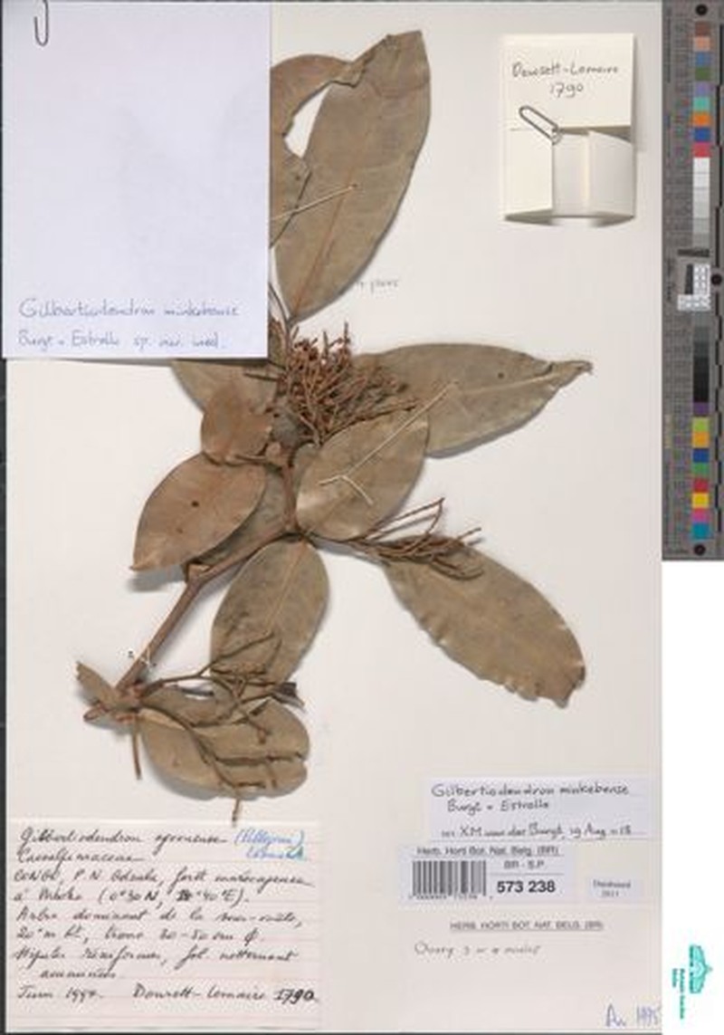Gilbertiodendron minkebense