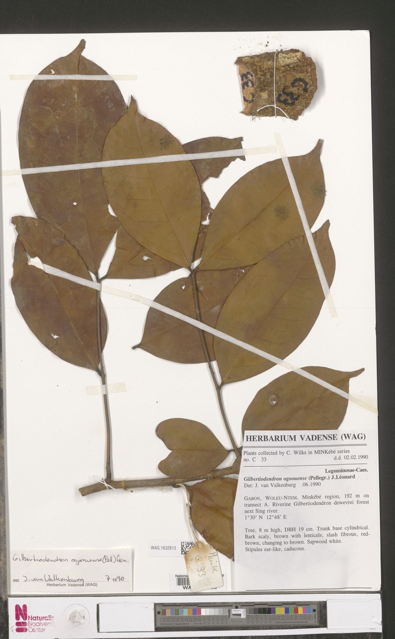 Gilbertiodendron minkebense photo 2