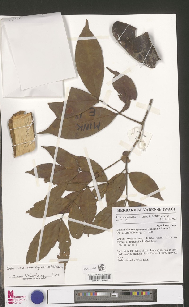 Gilbertiodendron minkebense photo 3