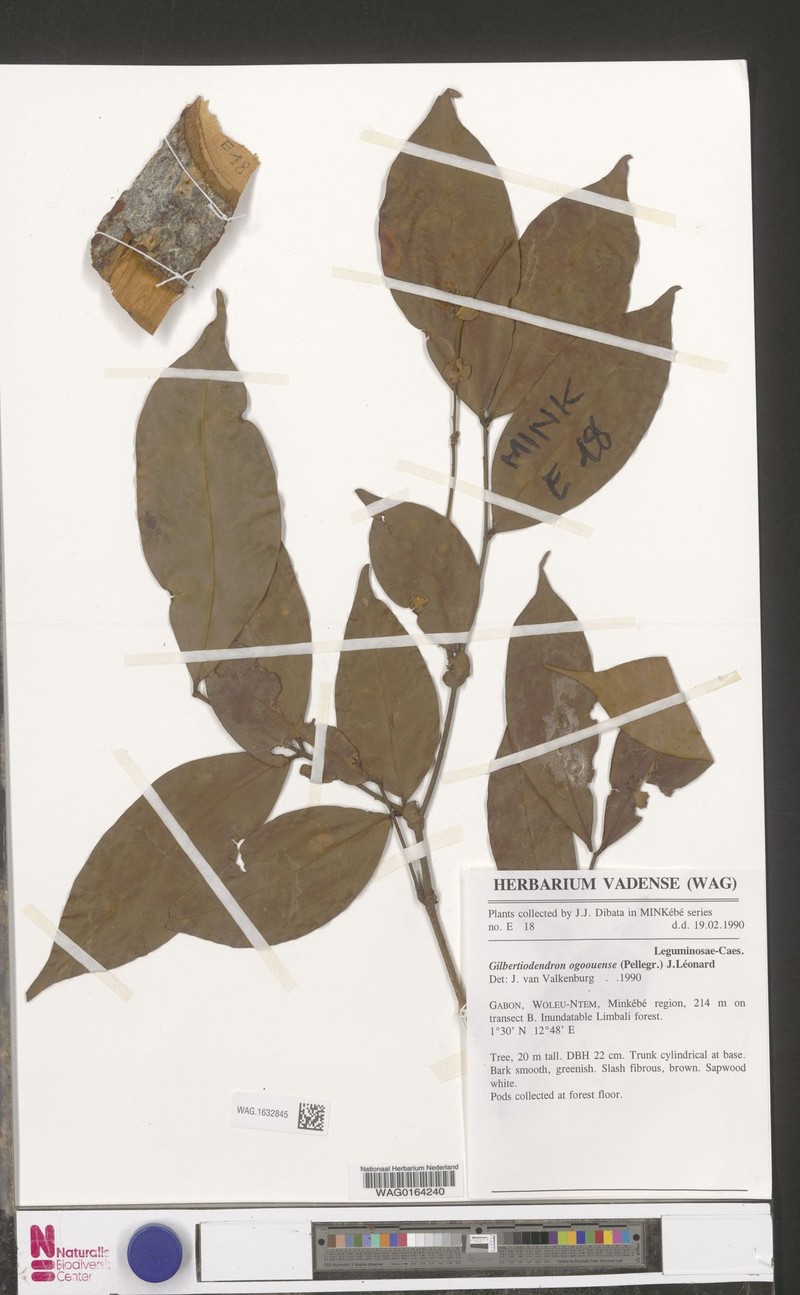 Gilbertiodendron minkebense photo 4