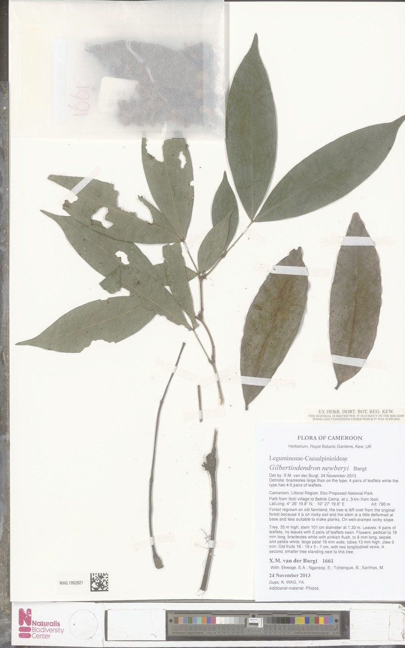 Gilbertiodendron newberyi