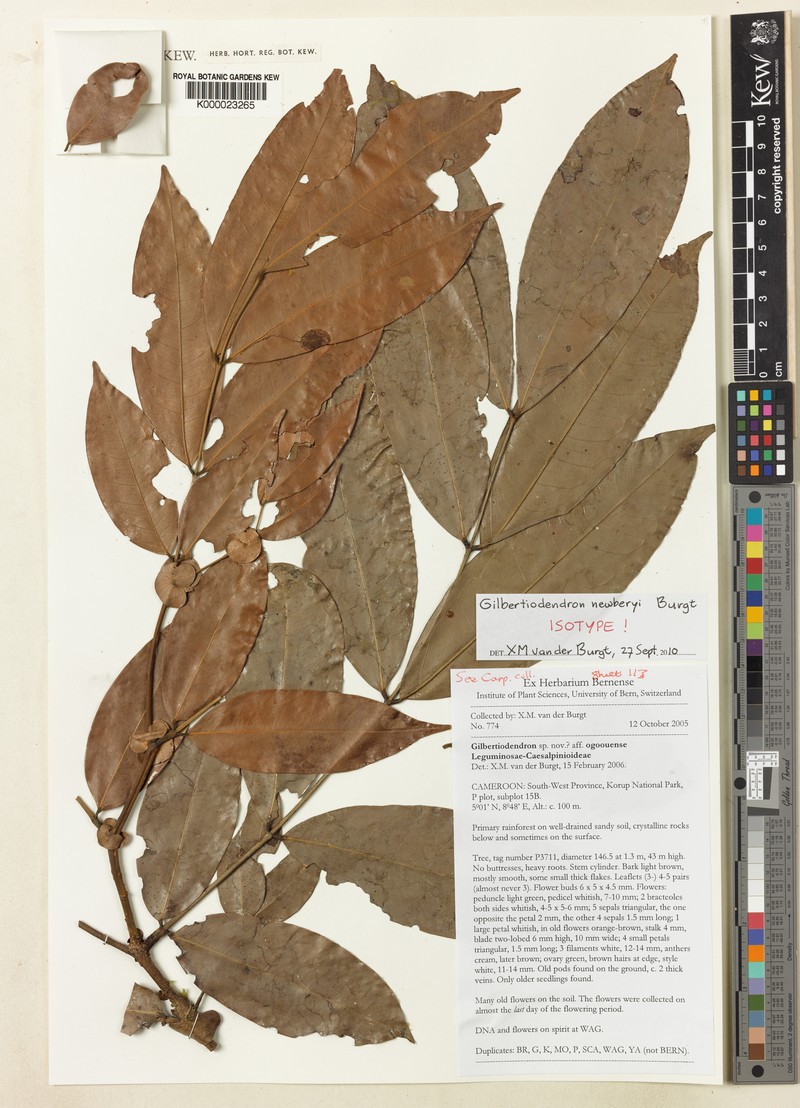 Gilbertiodendron newberyi photo 2
