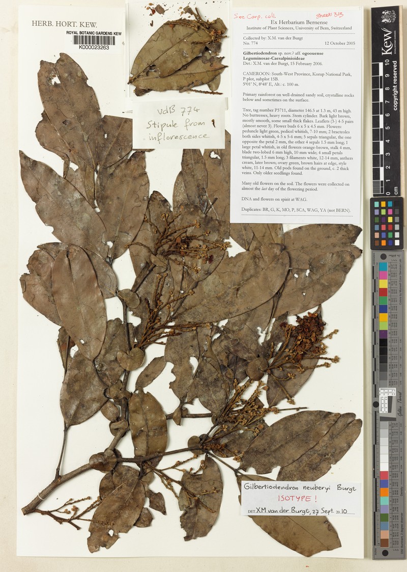 Gilbertiodendron newberyi photo 3