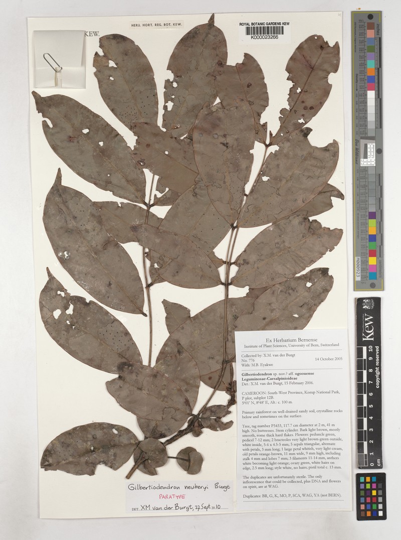 Gilbertiodendron newberyi photo 4