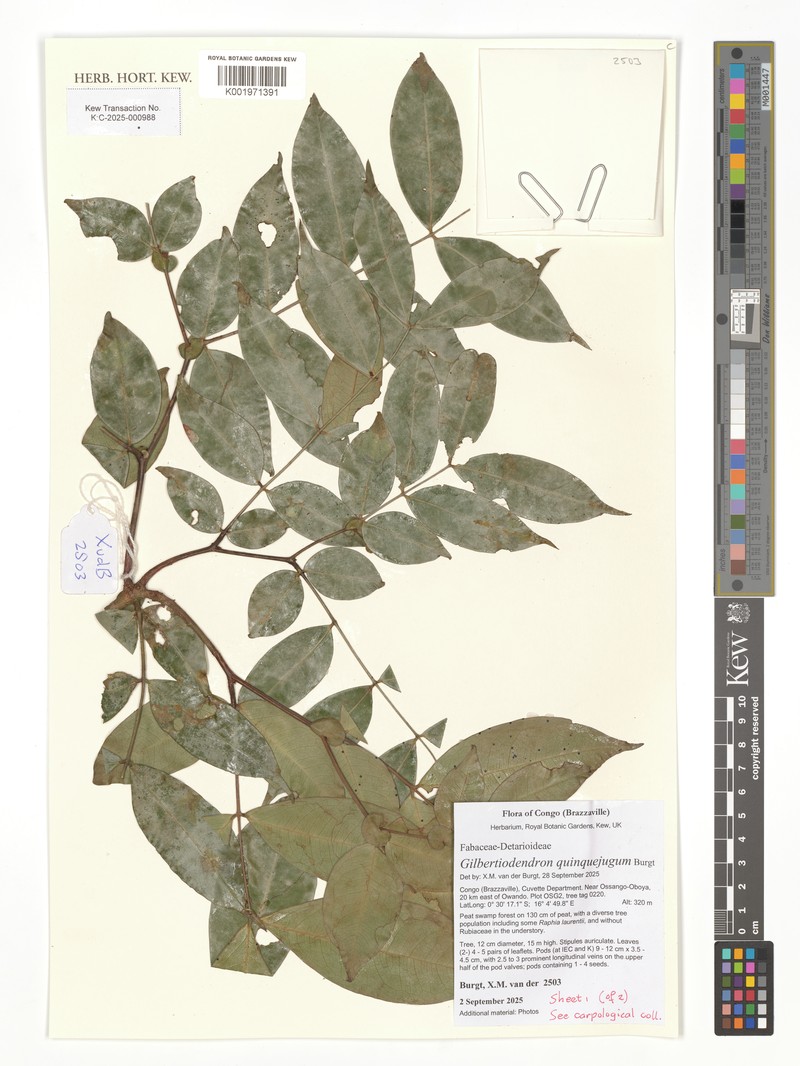Gilbertiodendron quinquejugum photo 2