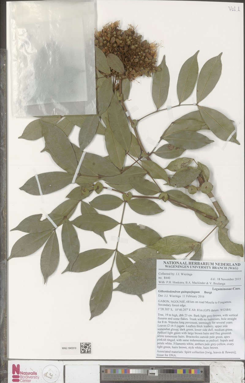 Gilbertiodendron quinquejugum photo 3