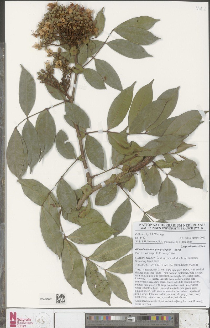 Gilbertiodendron quinquejugum photo 4
