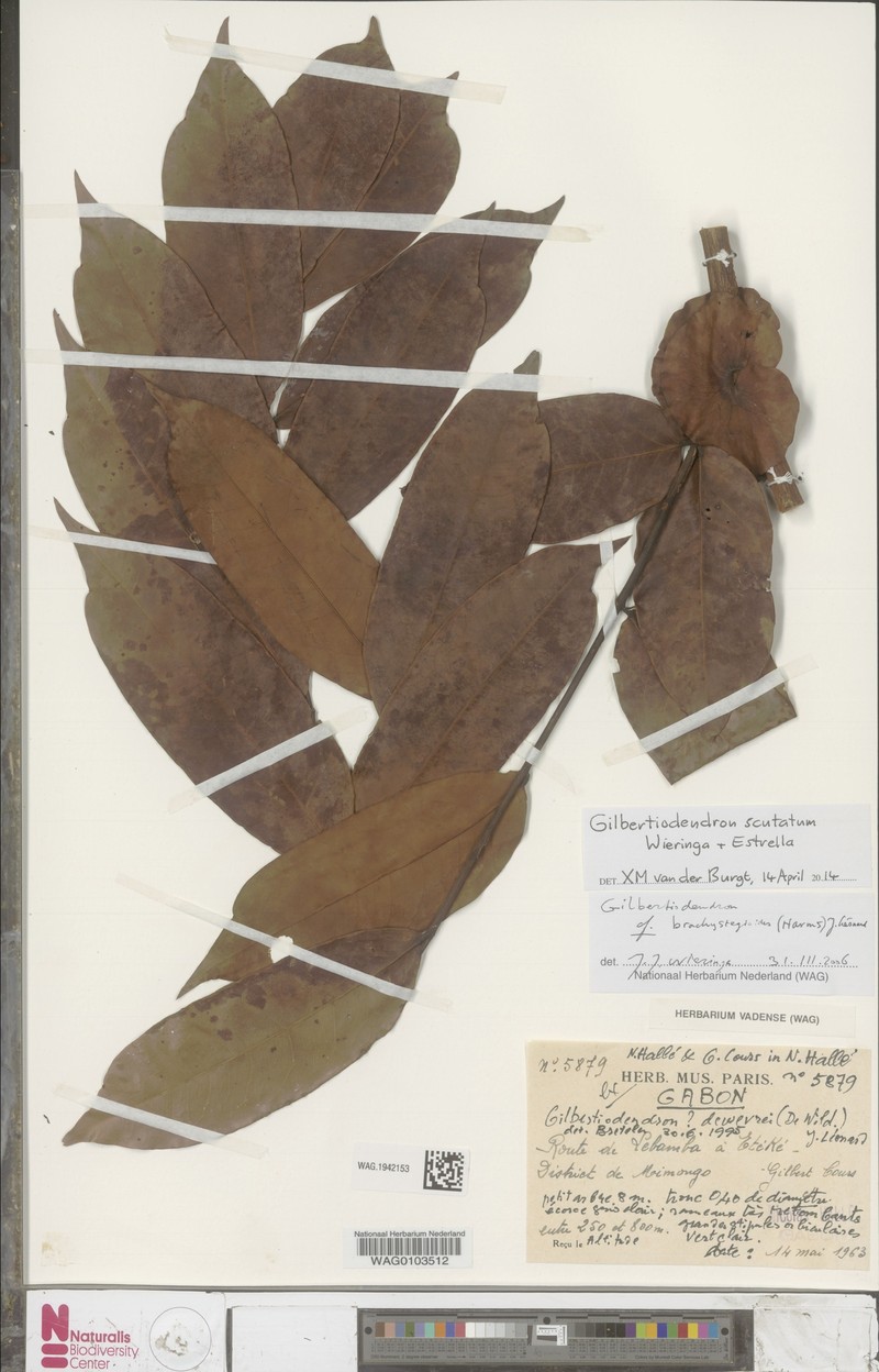 Gilbertiodendron scutatum