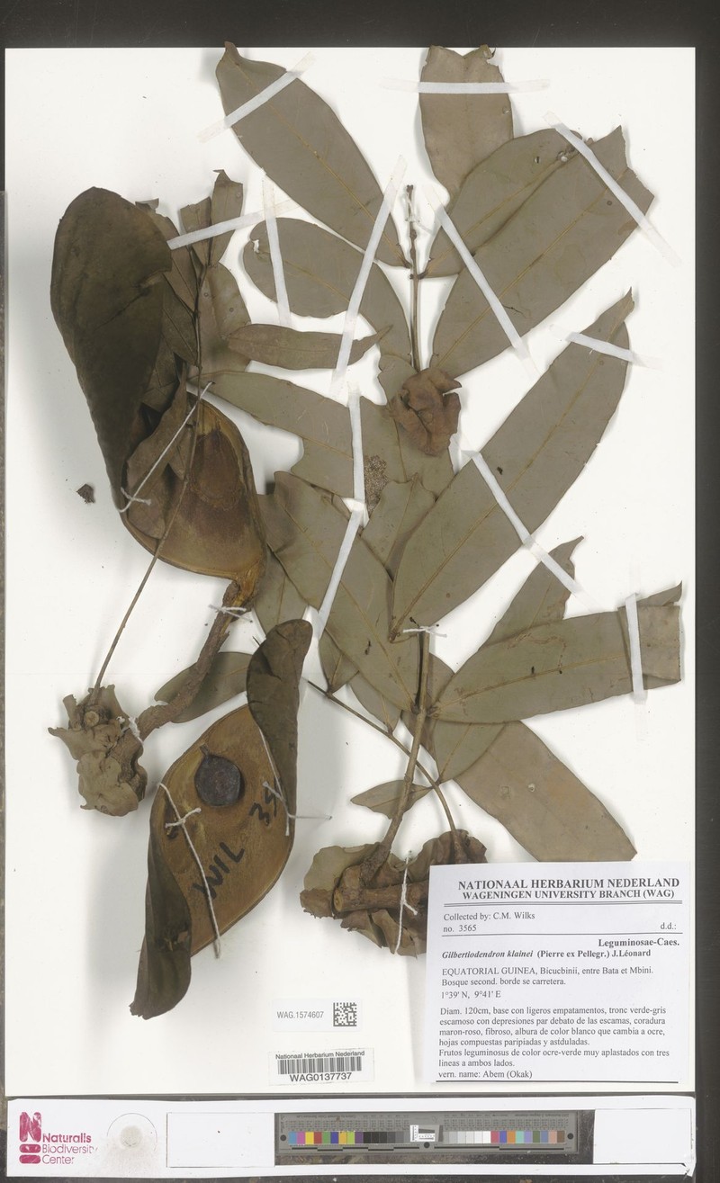 Gilbertiodendron scutatum photo 2