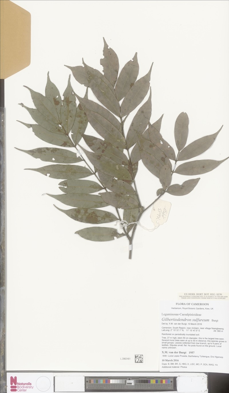 Gilbertiodendron sulfureum