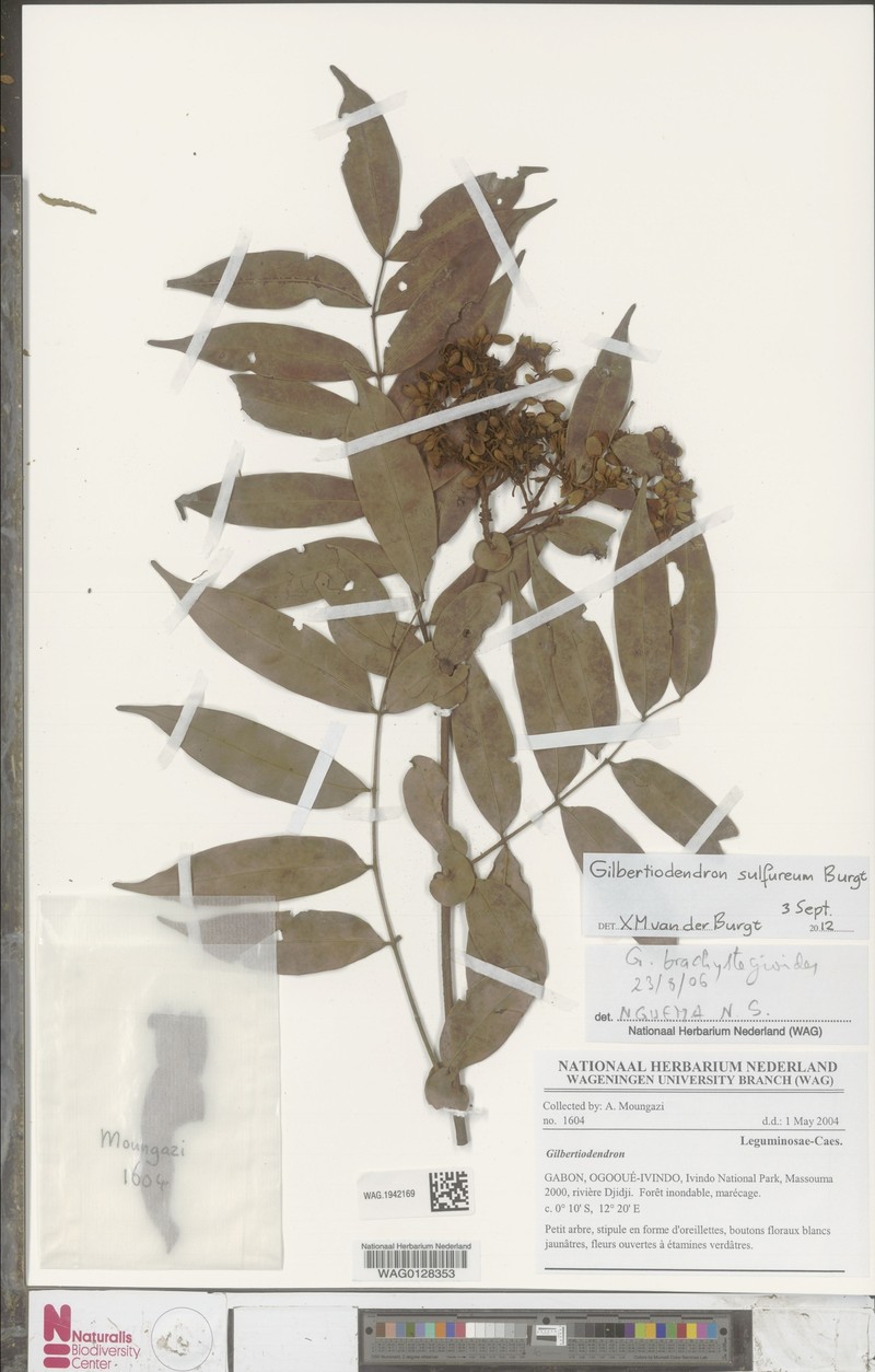 Gilbertiodendron sulfureum photo 2