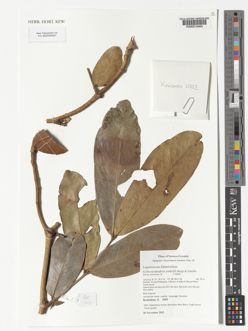 Gilbertiodendron tonkolili