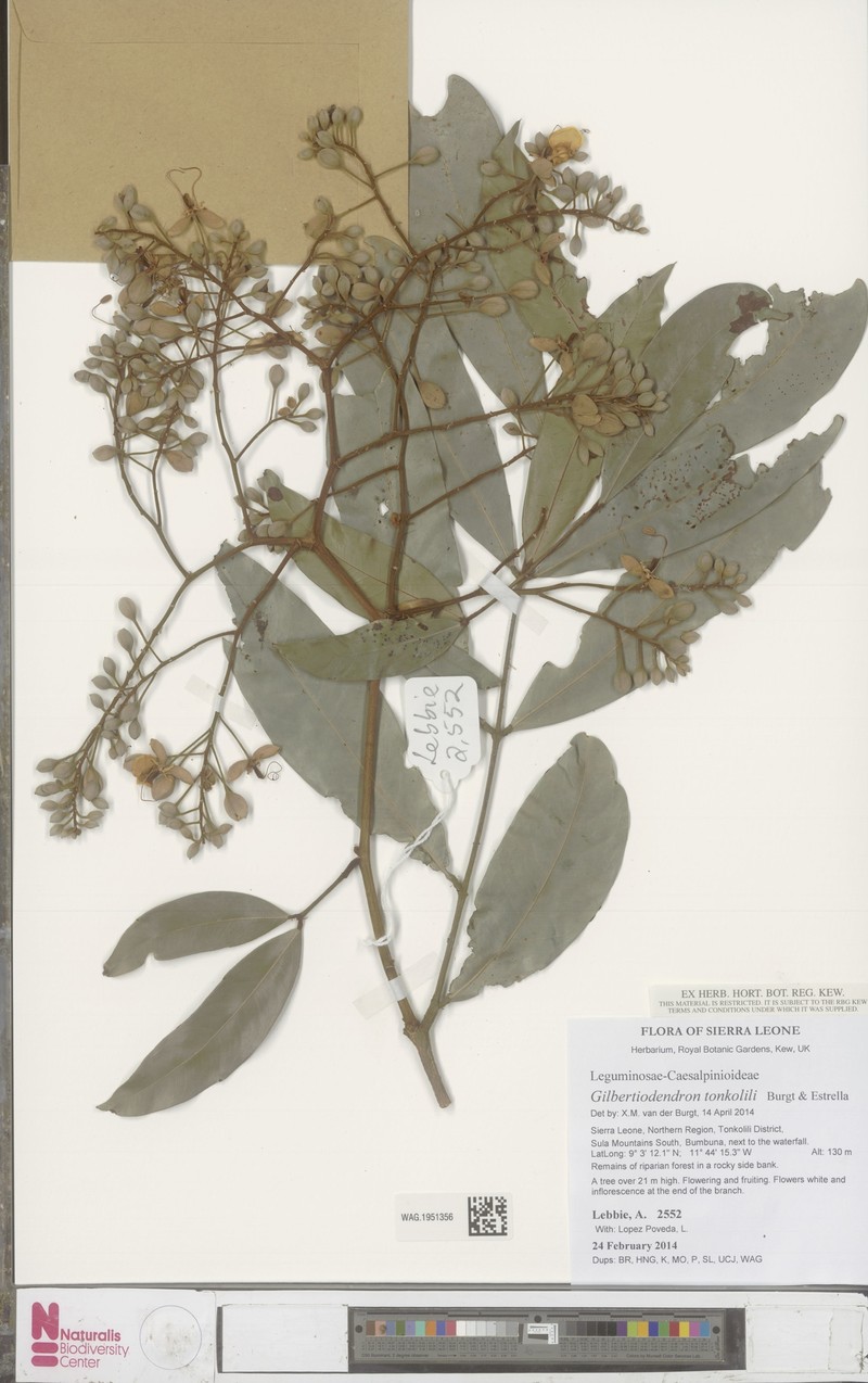Gilbertiodendron tonkolili photo 2
