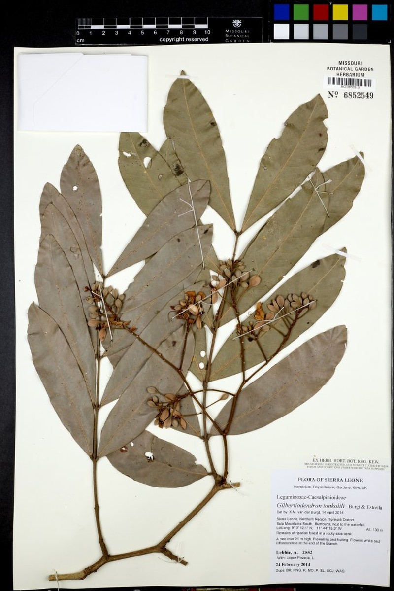 Gilbertiodendron tonkolili photo 3
