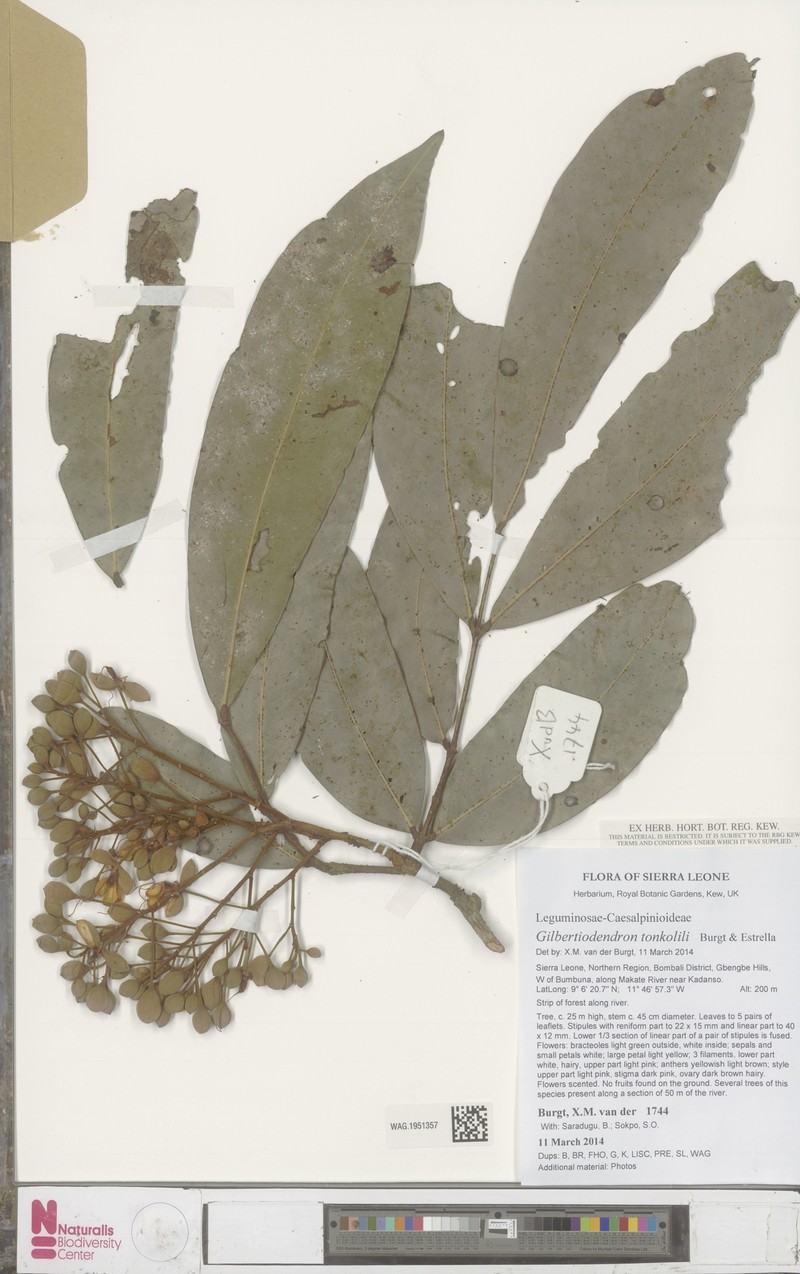 Gilbertiodendron tonkolili photo 4