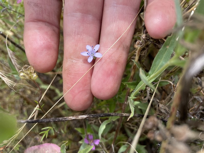 California Gilia
