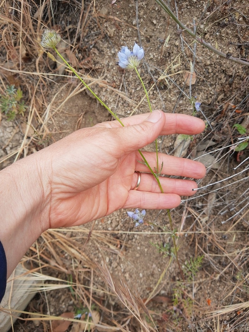 California Gilia photo 2
