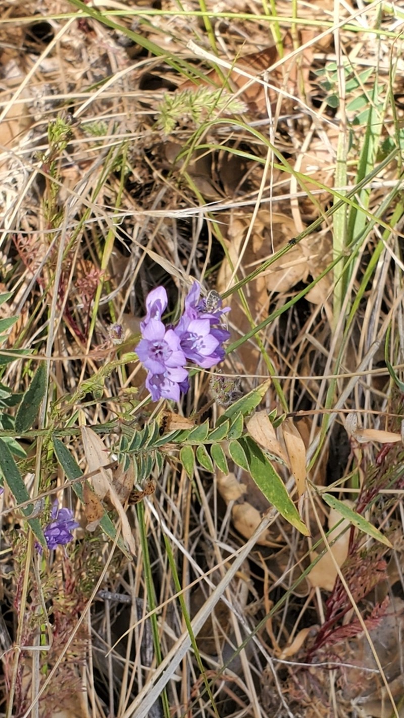 California Gilia photo 3