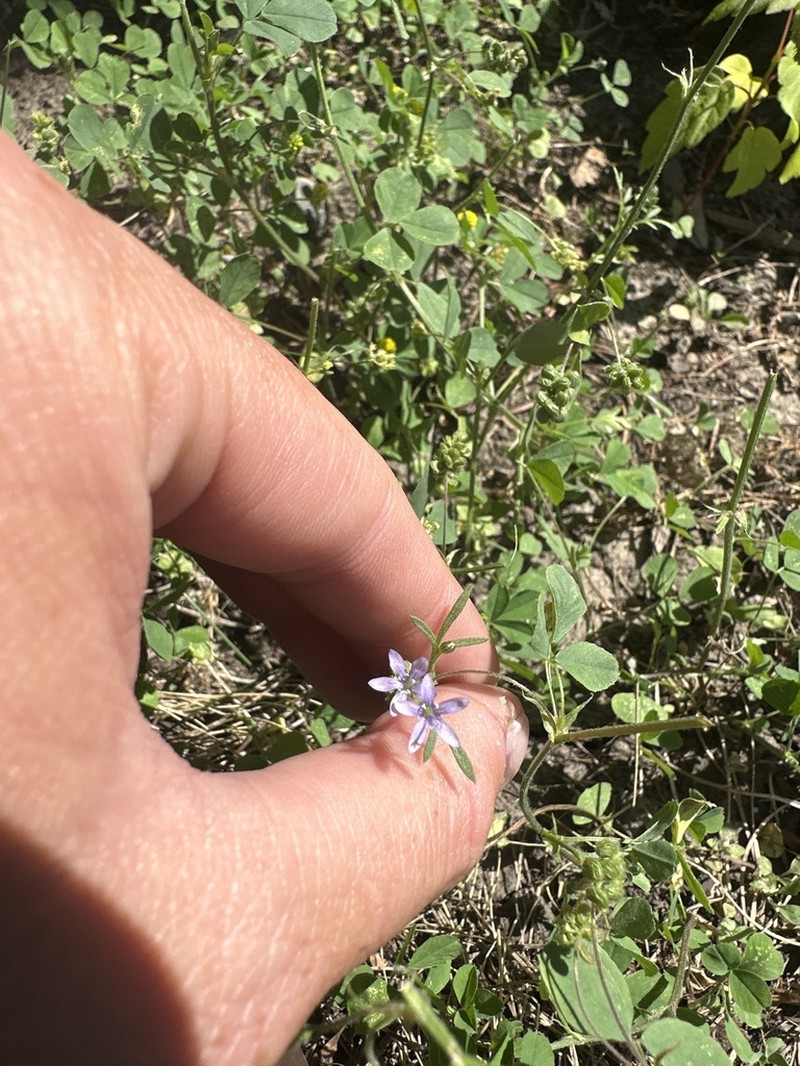 California Gilia photo 4