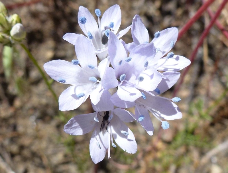 California Gilia photo 5