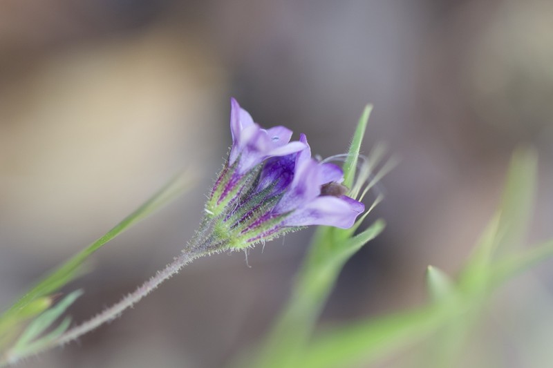 California Gilia photo 6