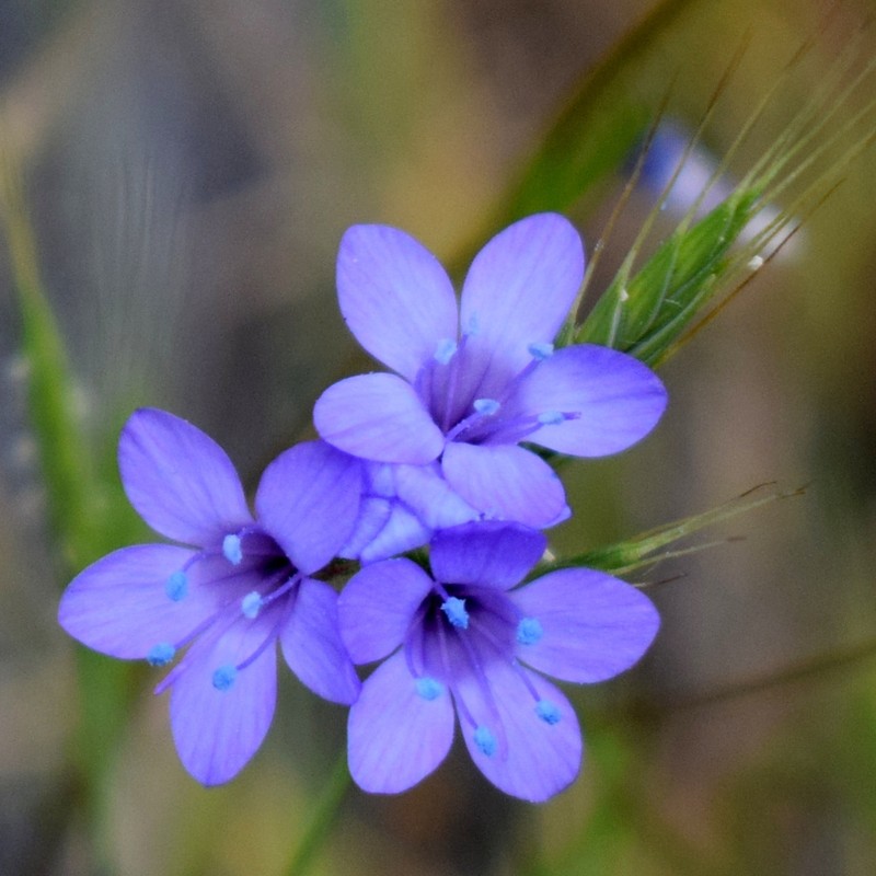 California Gilia photo 7