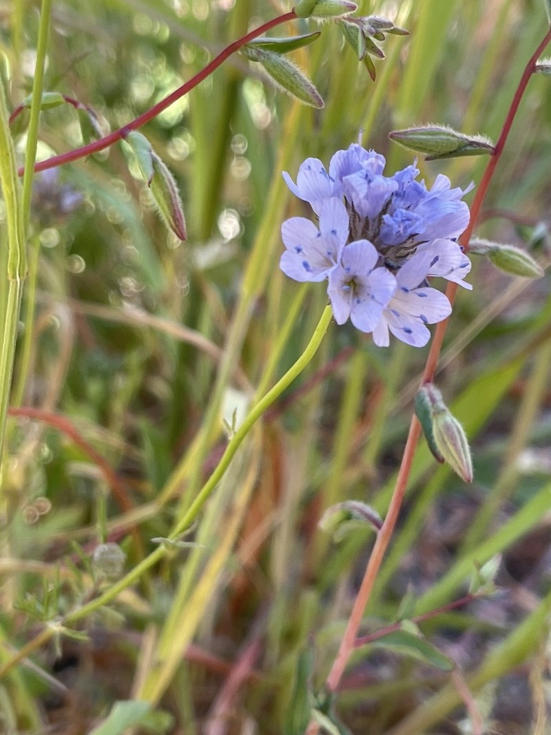 California Gilia photo 8