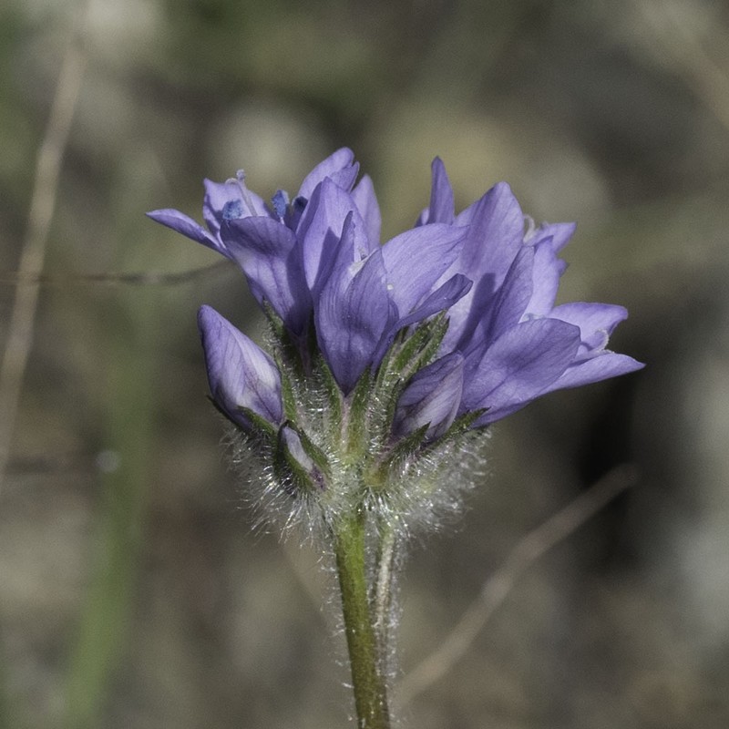 Gilia achilleifolia subsp. achilleifolia