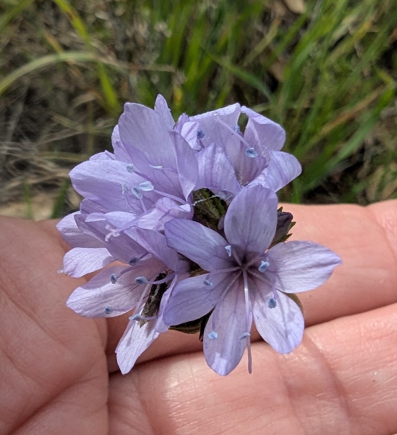 Gilia achilleifolia subsp. achilleifolia photo 2