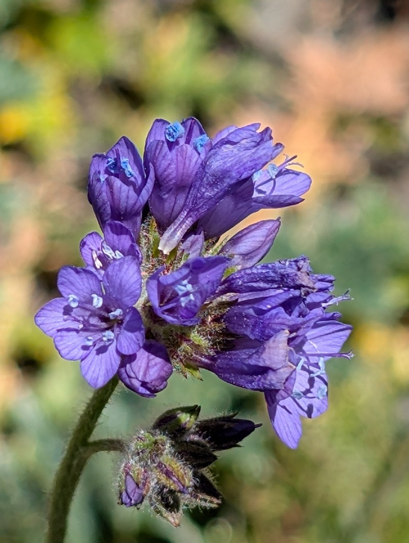 Gilia achilleifolia subsp. achilleifolia photo 3