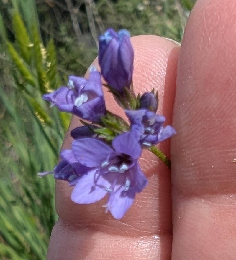 Gilia achilleifolia subsp. achilleifolia photo 4