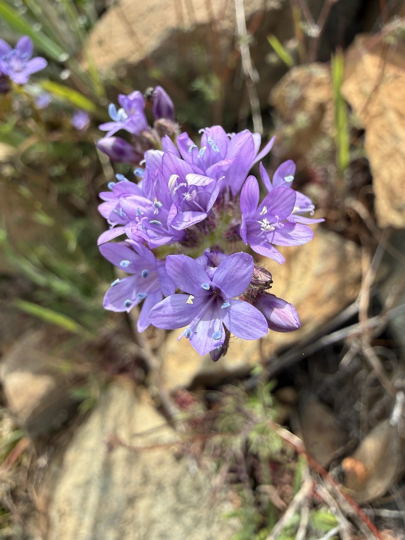 Gilia achilleifolia subsp. achilleifolia photo 5