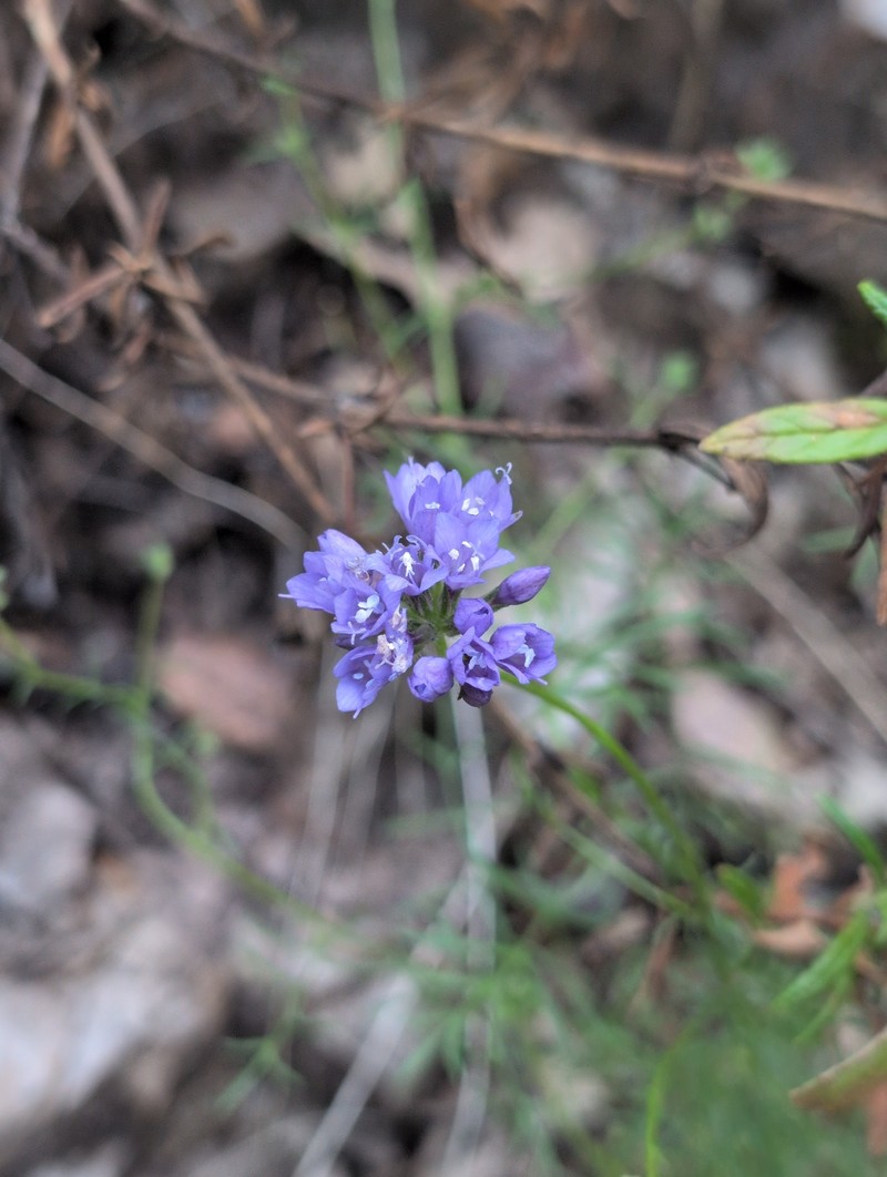Gilia achilleifolia subsp. achilleifolia photo 6