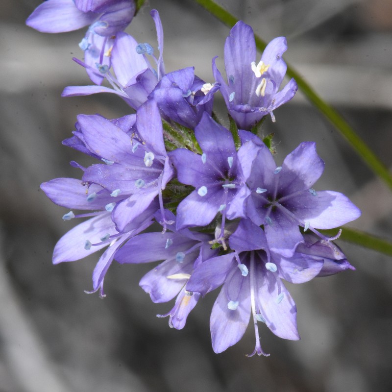 Gilia achilleifolia subsp. achilleifolia photo 7