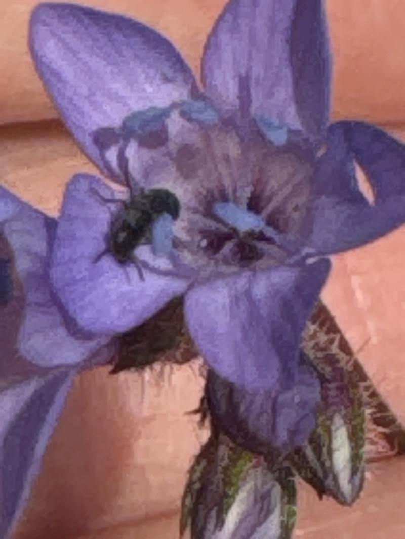 Gilia achilleifolia subsp. achilleifolia photo 8