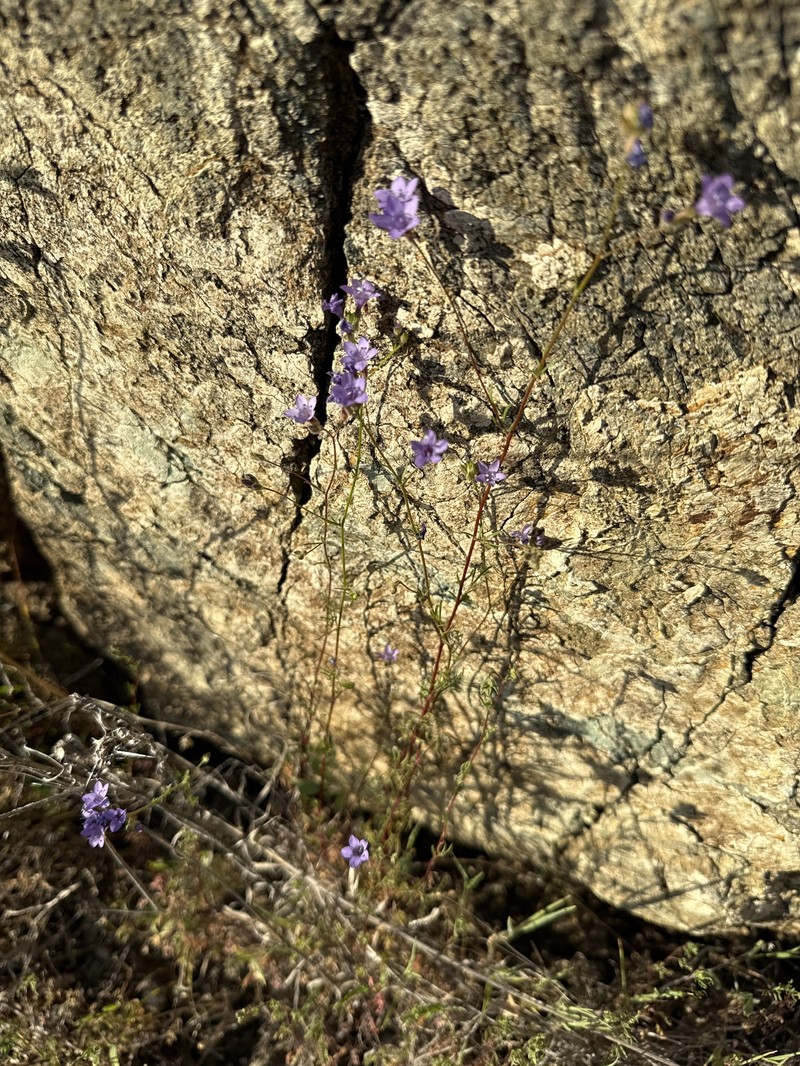 Gilia achilleifolia subsp. multicaulis