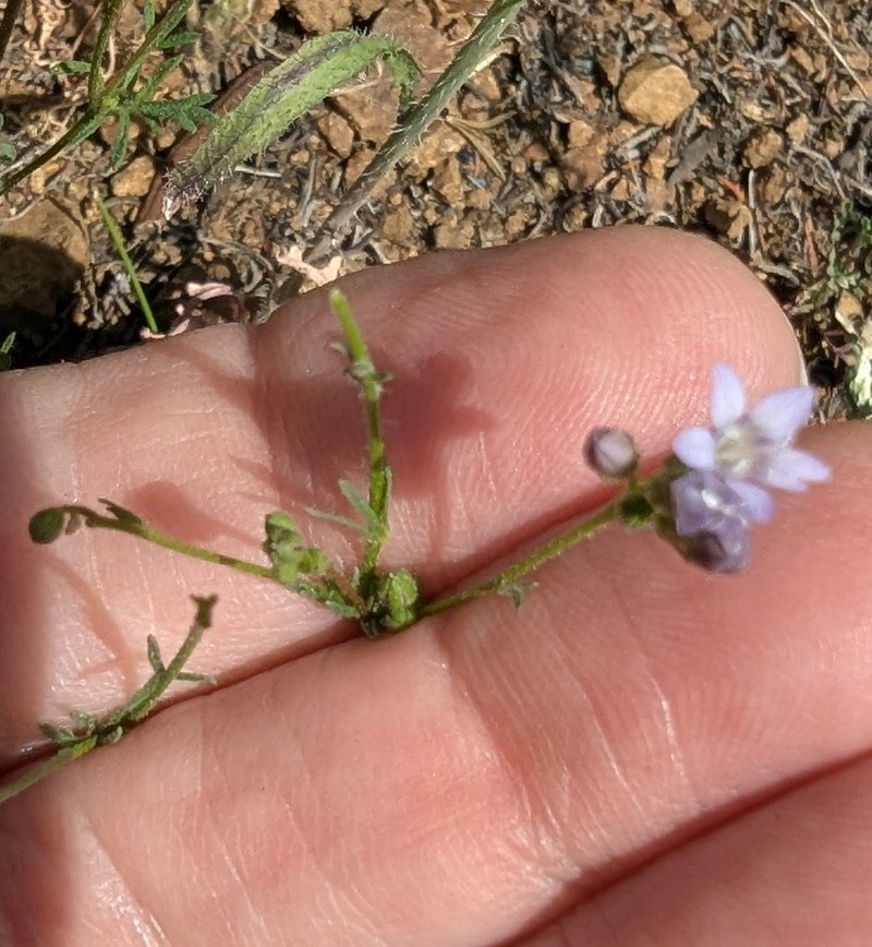 Gilia achilleifolia subsp. multicaulis photo 2