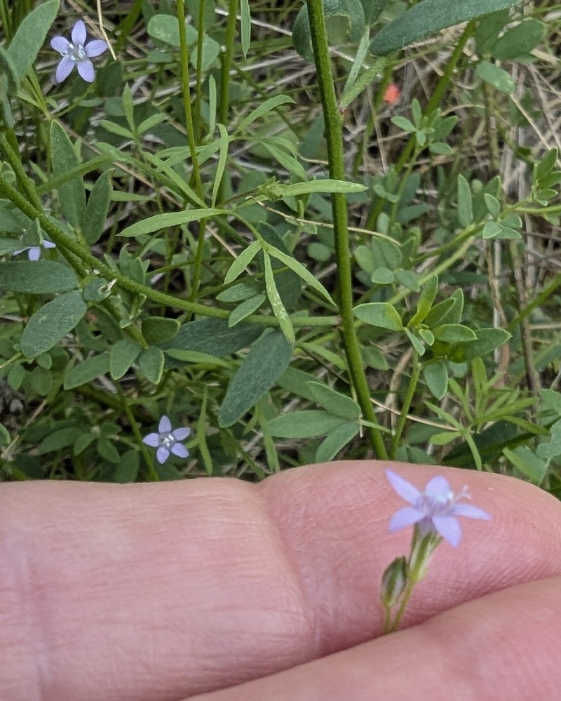 Gilia achilleifolia subsp. multicaulis photo 3