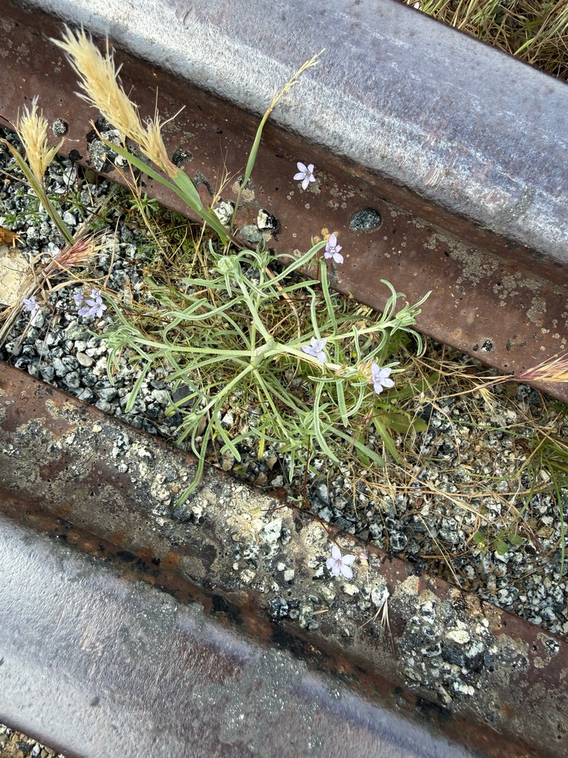 Gilia achilleifolia subsp. multicaulis photo 4