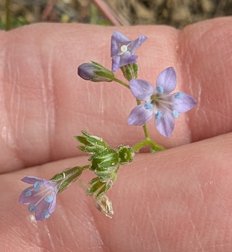 Gilia achilleifolia subsp. multicaulis photo 5