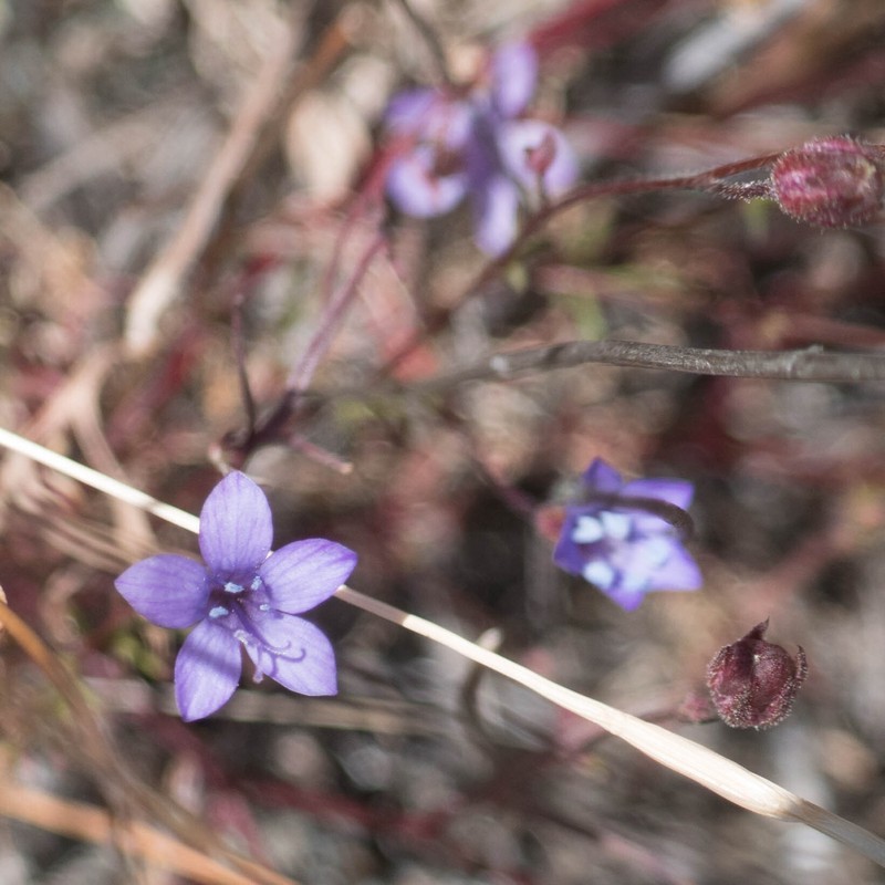 Gilia achilleifolia subsp. multicaulis photo 6