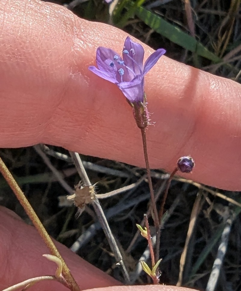 Gilia achilleifolia subsp. multicaulis photo 7