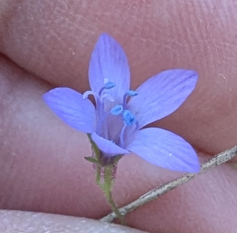Gilia achilleifolia subsp. multicaulis photo 8