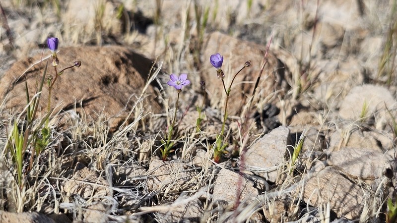 Puffcalyx Gilia